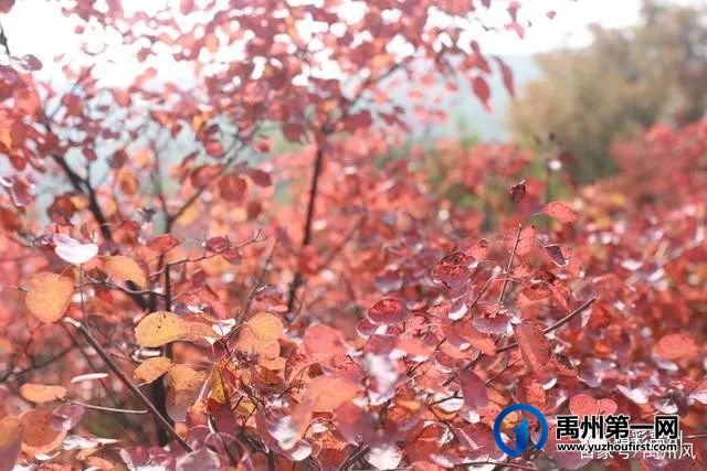 禹州鸠山的红叶红啦！