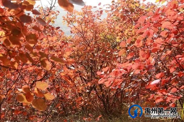 禹州鸠山的红叶红啦！