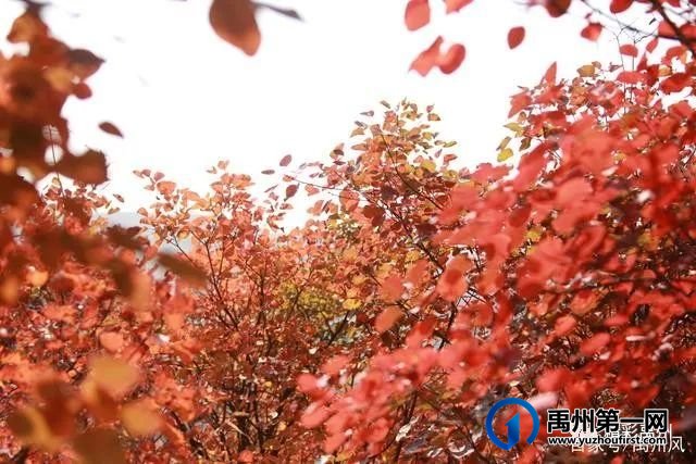 禹州鸠山的红叶红啦！