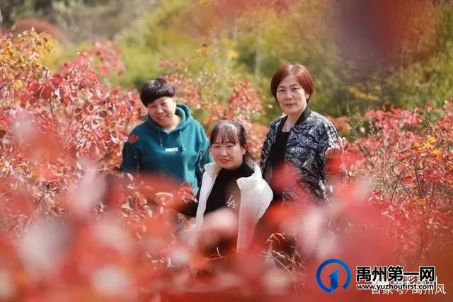 禹州鸠山的红叶红啦！
