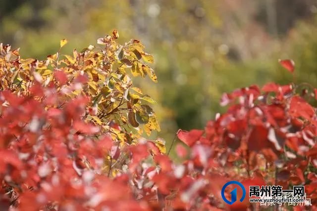 禹州鸠山的红叶红啦！