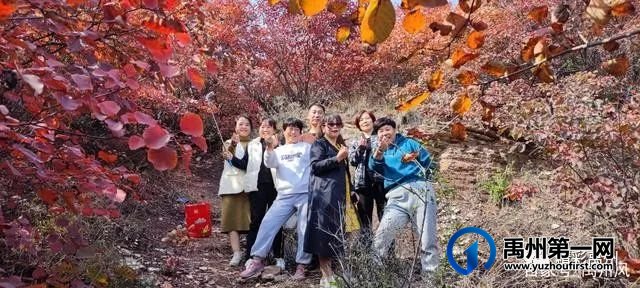 禹州鸠山的红叶红啦！