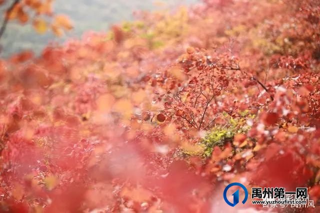 禹州鸠山的红叶红啦！