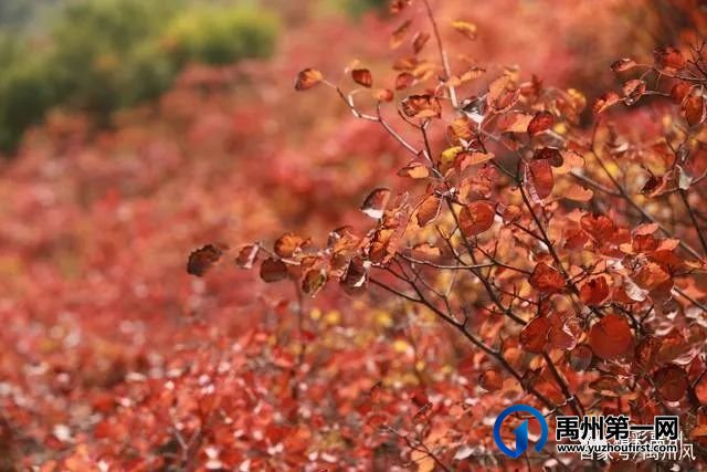 禹州鸠山的红叶红啦！