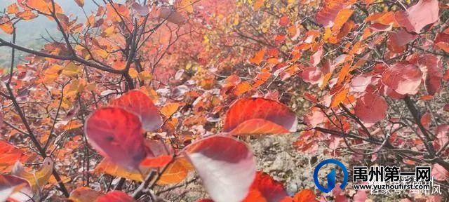 禹州鸠山的红叶红啦！