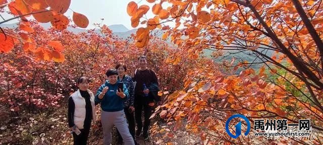 禹州鸠山的红叶红啦！