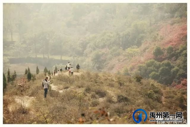 禹州鸠山的红叶红啦！