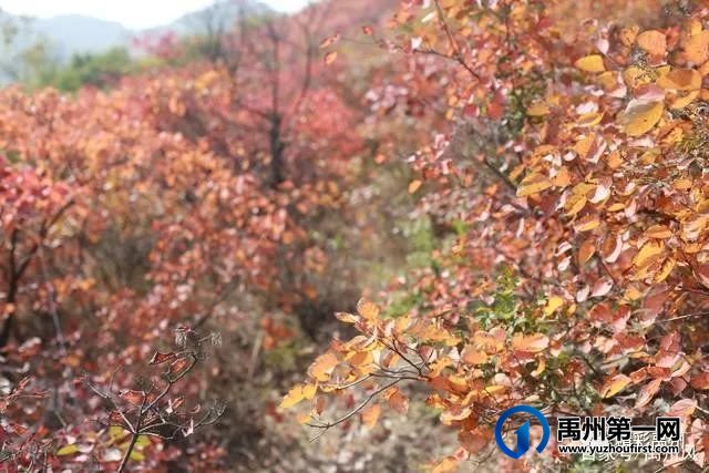 禹州鸠山的红叶红啦！