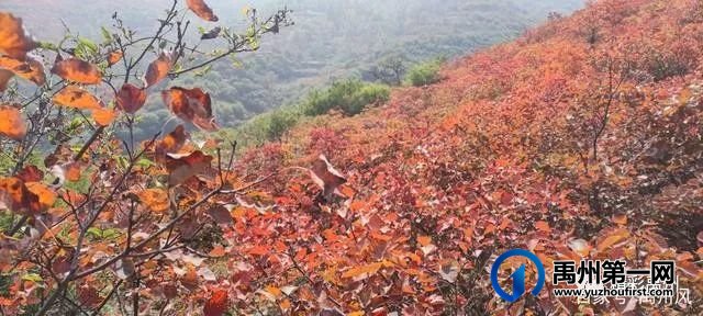 禹州鸠山的红叶红啦！