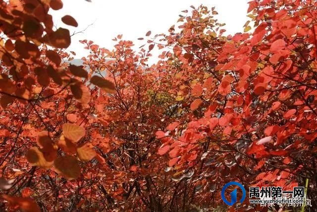 禹州鸠山的红叶红啦！
