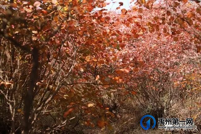禹州鸠山的红叶红啦！