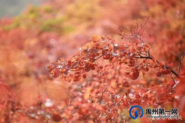 禹州鸠山的红叶红啦！