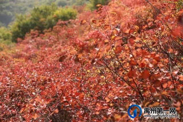 禹州鸠山的红叶红啦！