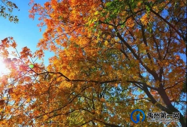 红叶层林尽染!禹州鸠山在最美的季节等你来 红叶层林尽染!禹州鸠山在最美的季节等你来