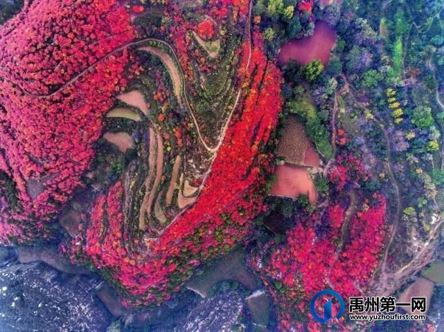 红叶层林尽染!禹州鸠山在最美的季节等你来 红叶层林尽染!禹州鸠山在最美的季节等你来