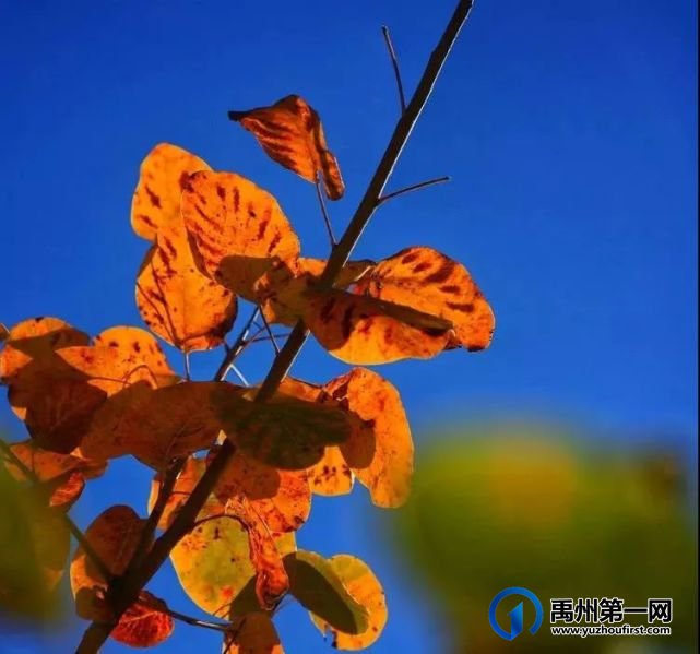 红叶层林尽染!禹州鸠山在最美的季节等你来 红叶层林尽染!禹州鸠山在最美的季节等你来