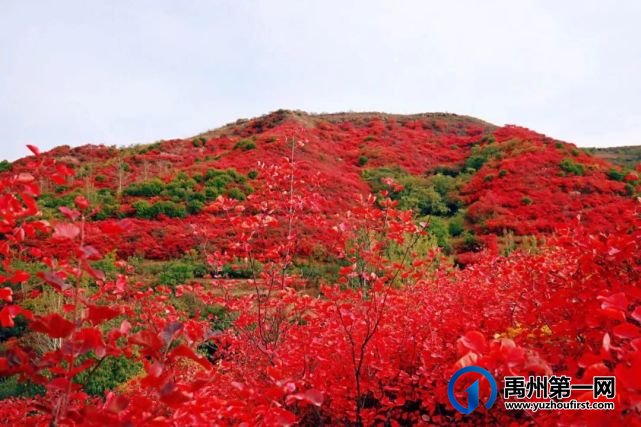 红叶层林尽染!禹州鸠山在最美的季节等你来 红叶层林尽染!禹州鸠山在最美的季节等你来