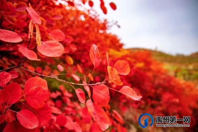 红叶层林尽染!禹州鸠山在最美的季节等你来 红叶层林尽染!禹州鸠山在最美的季节等你来