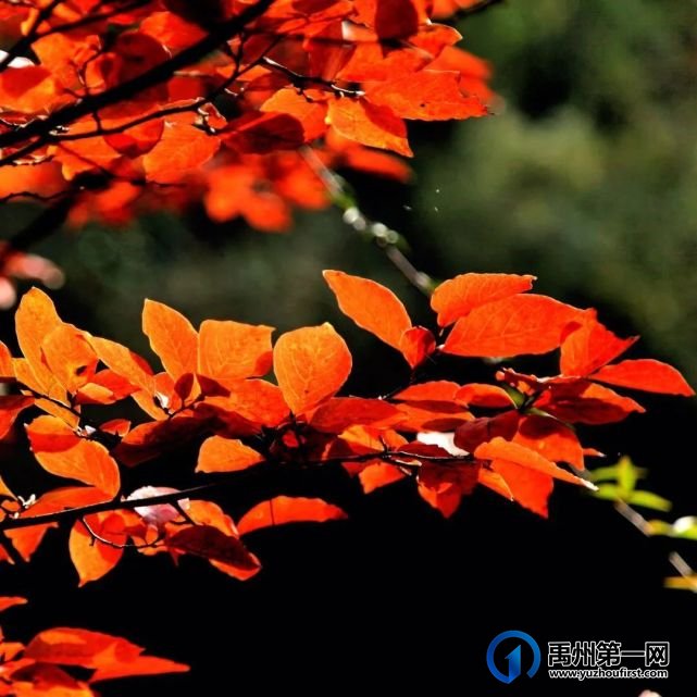 红叶层林尽染!禹州鸠山在最美的季节等你来 红叶层林尽染!禹州鸠山在最美的季节等你来