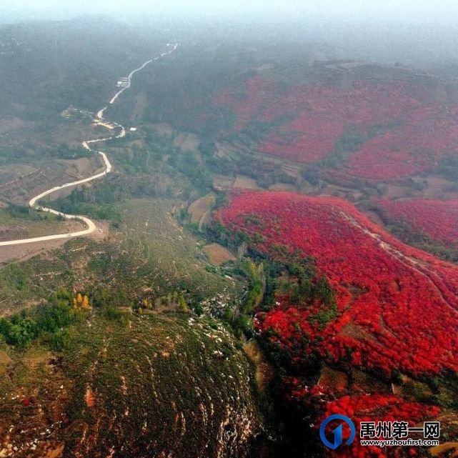 红叶层林尽染!禹州鸠山在最美的季节等你来 红叶层林尽染!禹州鸠山在最美的季节等你来