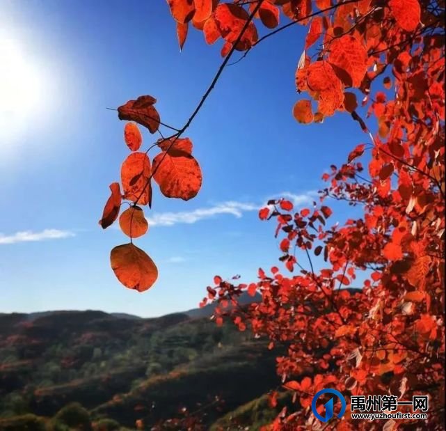 红叶层林尽染!禹州鸠山在最美的季节等你来 红叶层林尽染!禹州鸠山在最美的季节等你来