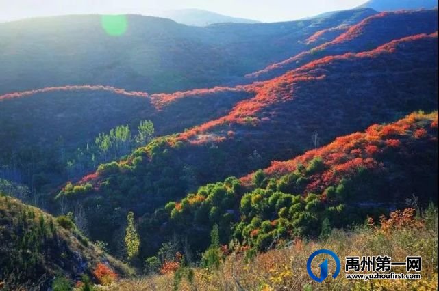 红叶层林尽染!禹州鸠山在最美的季节等你来 红叶层林尽染!禹州鸠山在最美的季节等你来