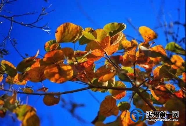 红叶层林尽染!禹州鸠山在最美的季节等你来 红叶层林尽染!禹州鸠山在最美的季节等你来