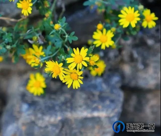 红叶层林尽染!禹州鸠山在最美的季节等你来 红叶层林尽染!禹州鸠山在最美的季节等你来