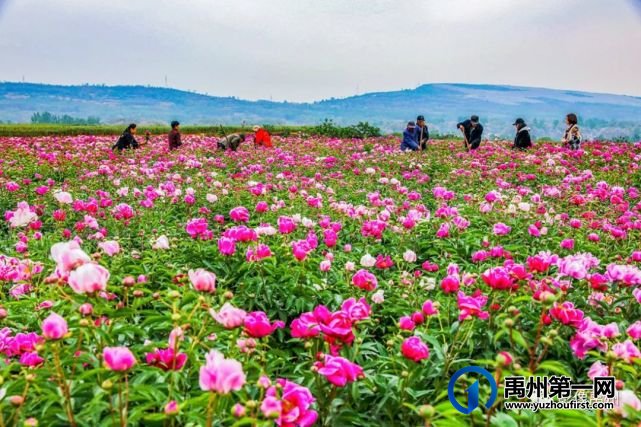 禹州:传播城市温度,打造文明之城(百图集) 禹州:传播城市温度,打造文明之城(百图集)