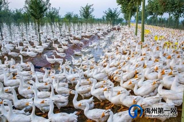 禹州:传播城市温度,打造文明之城(百图集) 禹州:传播城市温度,打造文明之城(百图集)