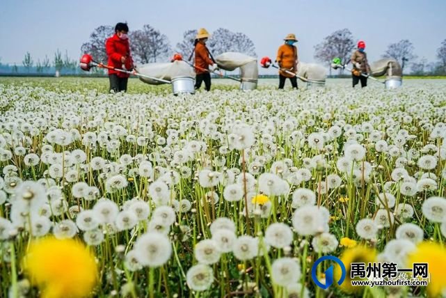 禹州:传播城市温度,打造文明之城(百图集) 禹州:传播城市温度,打造文明之城(百图集)