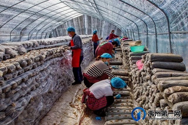 禹州:传播城市温度,打造文明之城(百图集) 禹州:传播城市温度,打造文明之城(百图集)