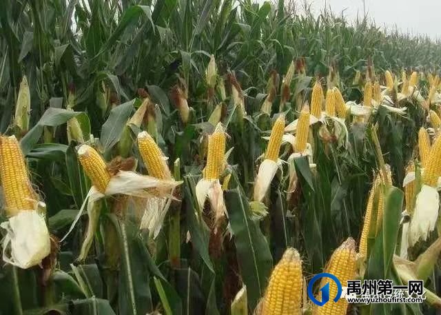 禹州传统文化||秋到苌庄(现代诗 禹州传统文化||秋到苌庄(现代诗