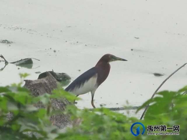 禹州方岗派出所民警成功救助国家一级保护动物“池鹭” 禹州方岗派出所民警成功救助国家一级保护动物“池鹭”