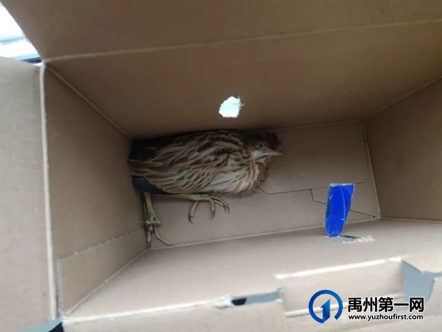 禹州方岗派出所民警成功救助国家一级保护动物“池鹭” 禹州方岗派出所民警成功救助国家一级保护动物“池鹭”
