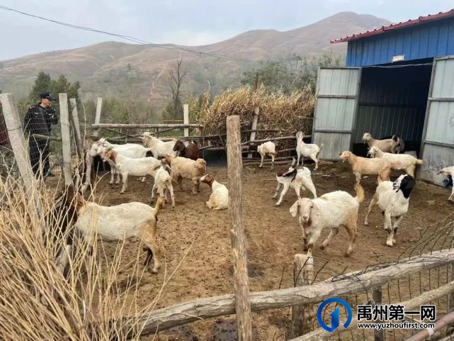 禹州无梁派出所急民所困,为群众寻回群羊 禹州无梁派出所急民所困,为群众寻回群羊