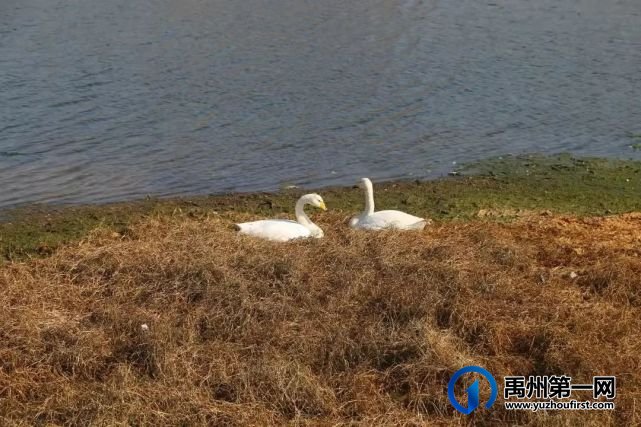 禹州有人打野鸭?官方出手了! 禹州有人打野鸭?官方出手了!