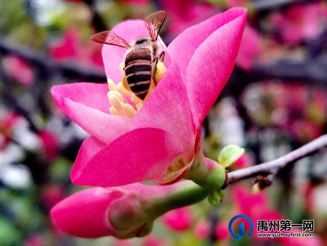 禹州夏禹公园：春日枝头明媚绽放，海棠花开朵朵艳红