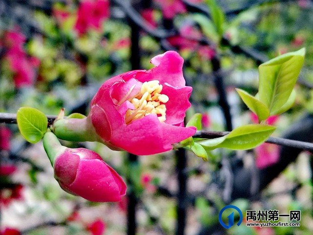 禹州夏禹公园：春日枝头明媚绽放，海棠花开朵朵艳红