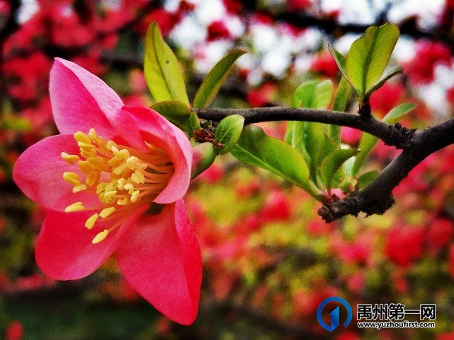 禹州夏禹公园：春日枝头明媚绽放，海棠花开朵朵艳红