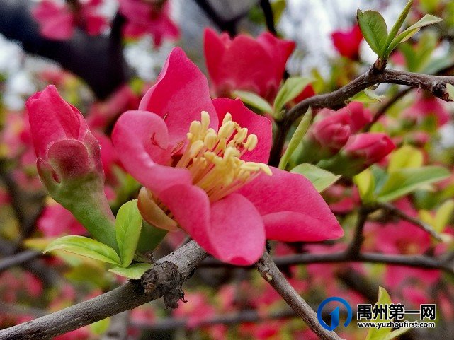 禹州夏禹公园：春日枝头明媚绽放，海棠花开朵朵艳红