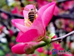禹州夏禹公园：春日枝头明媚绽放，海棠花开朵朵艳红
