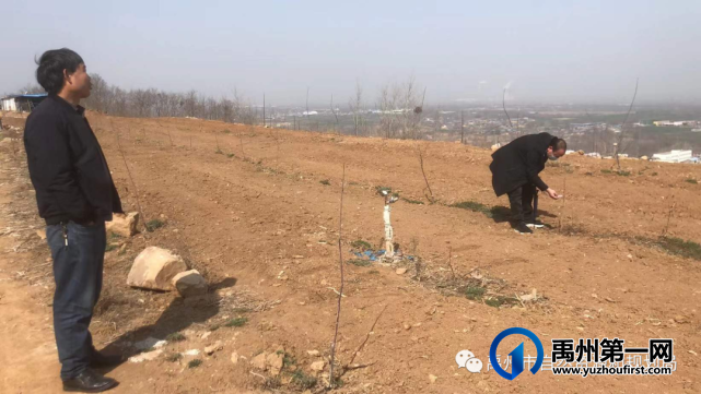 禹州市全力做好采伐迹地更新造林工作 禹州市全力做好采伐迹地更新造林工作