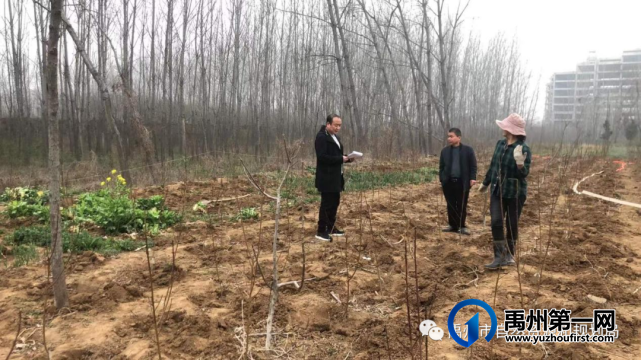 禹州市全力做好采伐迹地更新造林工作 禹州市全力做好采伐迹地更新造林工作