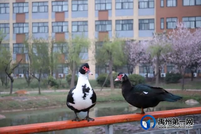 禹州一高 | 口罩一戴,做个小可爱! 禹州一高 | 口罩一戴,做个小可爱!