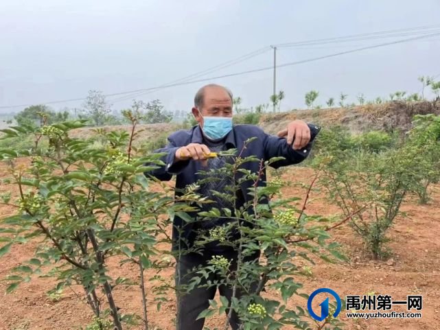 河南禹州:“五年两不找” 荒地变花椒 河南禹州:“五年两不找” 荒地变花椒