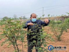 河南禹州：“五年两不找” 荒地变花椒