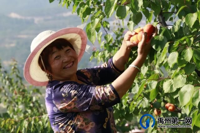 “丰收喜”遇到“卖杏难”鸠山镇闵庄村杏果搭上“电商快速车” “丰收喜”遇到“卖杏难”鸠山镇闵庄村杏果搭上“电商快速车”