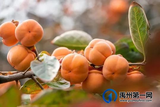 美丽乡村我的家 美丽乡村我的家