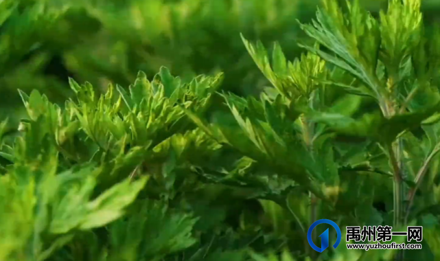 禹州花石镇用小小艾草铺就村民致富路 禹州花石镇用小小艾草铺就村民致富路